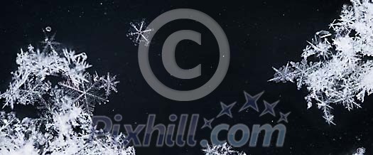Real Snowflakes Real Snowflakes