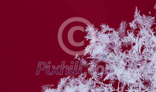 Real Snowflakes Real Snowflakes