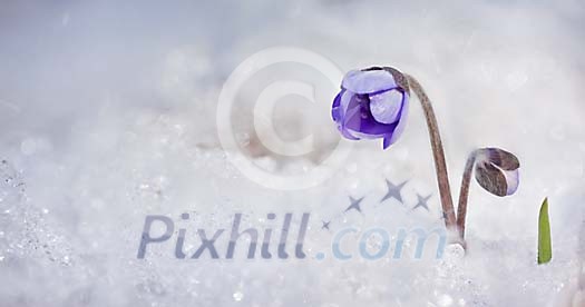 wild flower in the snow