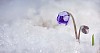 wild flower in the snow