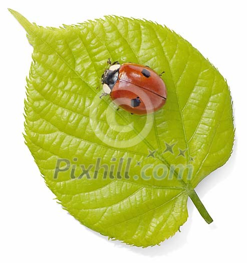 Ladybird on a young lime leaf Ladybird on a young lime leaf