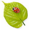 Ladybird on a young lime leaf