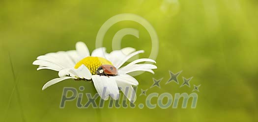 Ladybird on a daisy in the forest