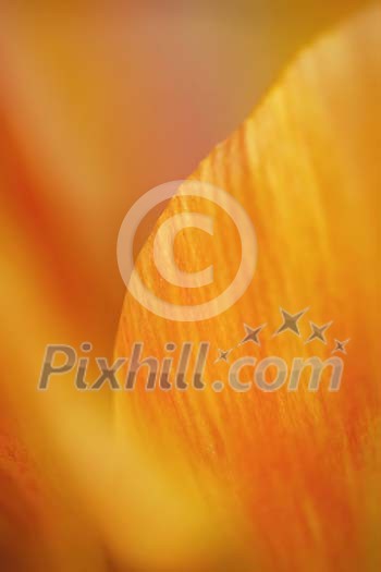Close-up from orange tulip petal