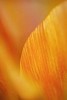 Close-up from orange tulip petal