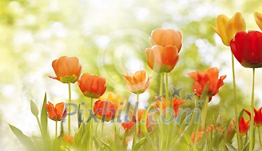 Collection of tulips on a summer day