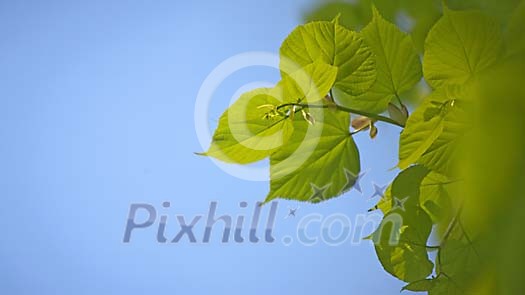 New leaves on linden/lime tree