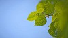 New leaves on linden/lime tree