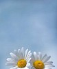 Two daisies brotherly looking up