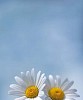 Two daisies brotherly looking up