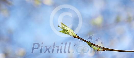 Buds in bloom Buds in bloom