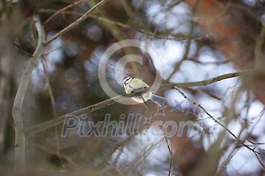 Bird on a branch during winter Bird on a branch during winter