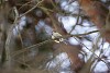 Bird on a branch during winter