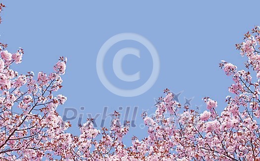 Cherry tree blossoming