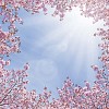 cherry tree blossoming