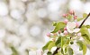 Apple tree blossoming