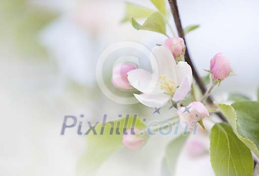 Apple tree blossoming