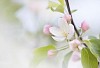 Apple tree blossoming