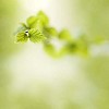 Small leaves on branch 