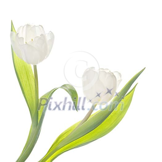 Two white tulips on white background