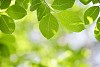 Leaves in sunny forest