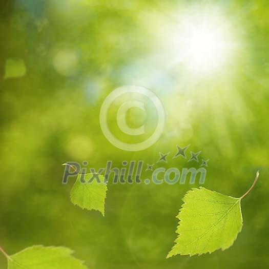 Flying birch leaves on a blurry green background
