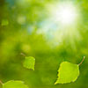 Flying birch leaves on a blurry green background