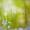 Forgetmenot (Myosotis sylvatica) in natural surroundings