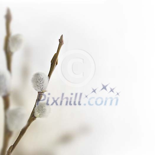 Pussy Willow on white background Pussy Willow on white background