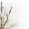 Pussy Willow on white background