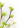 Fresh leafs on a twig