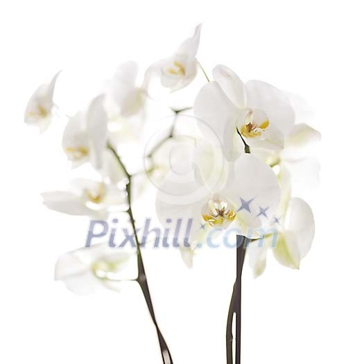 Orchid in shallow focus on white