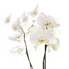 Orchid in shallow focus on white