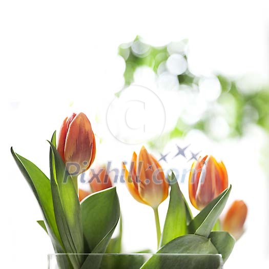 Orange Tulips in Spring light Orange Tulips in Spring light