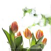 Orange Tulips in Spring light