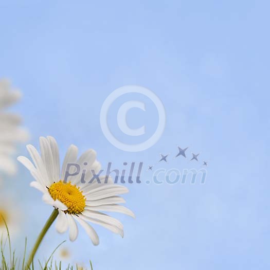 Daisy in the field under pale blue sky