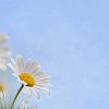 Daisy in the field under pale blue sky