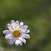 Daisy in Evening light