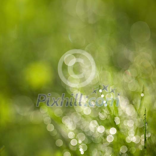 Unsharp background from waterdrops on grass