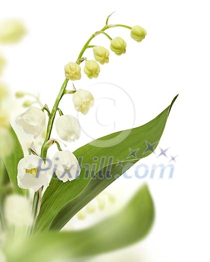 Lily of the Valley Lily of the Valley