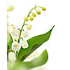 Lily of the Valley