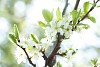 Close-up of a plum tree blossom