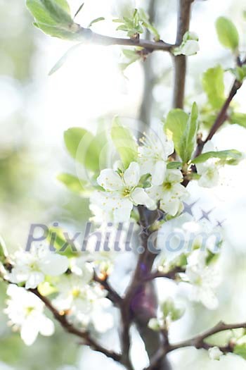 Close-up of a plum tree blossom