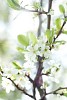 Close-up of a plum tree blossom