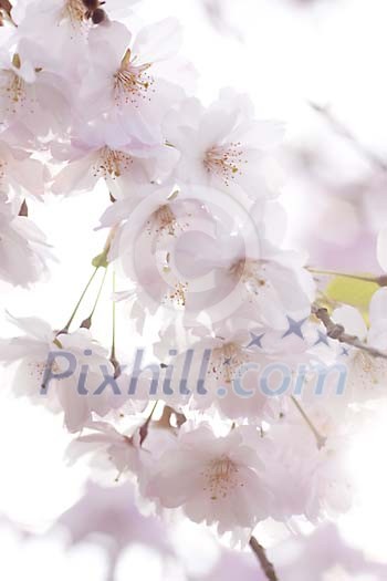 Shallow focus close-up of cherry blossom