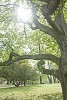 Big tree in a park in blacklight 