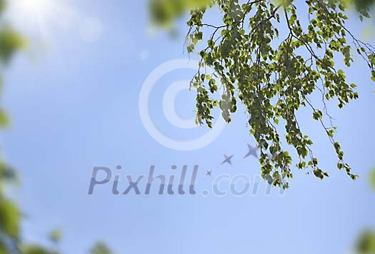 Birch branches in full sunlight