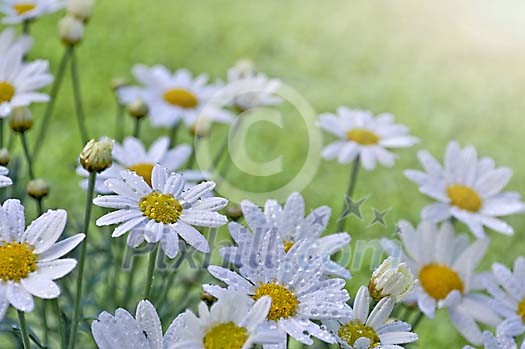 Daisies with waterdrops