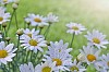 Daisies with waterdrops