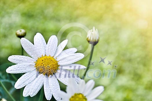 Waterdrops on a daisy Waterdrops on a daisy
